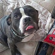 Nova is registered to the contest to win money with this photo: dog, pet, indoor, mattress, blanket, tongue_out, curious, black_and_white, collar, close_up, floor, clutter, furniture, bag, fabric, paw, cute, animal, home, resting