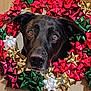 dog, black_dog, face, pet, animal, holiday, christmas, wreath, decorations, bows, festive, cute, close_up, brown_eyes, portrait, indoors, gift_wrapping, holiday_decor, celebration, adorable