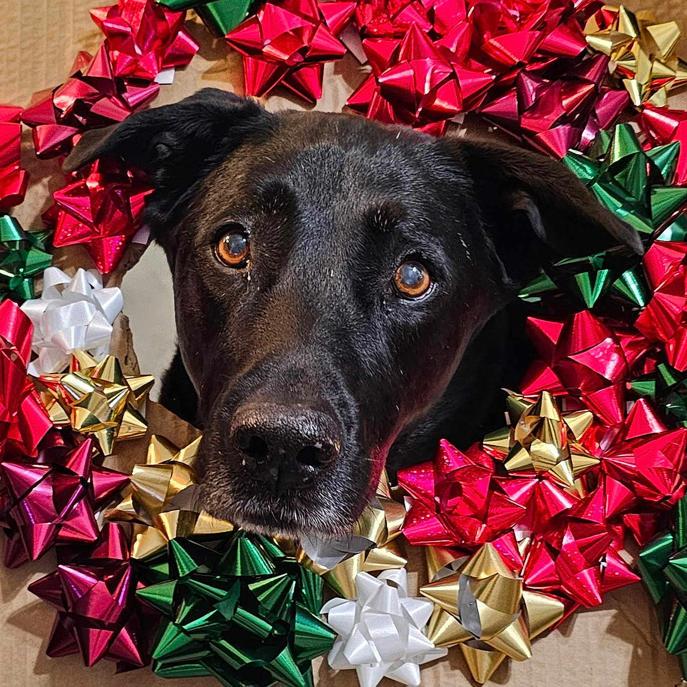Shadow joined the competition — help win amazing prizes! adorable, animal, black_dog, bows, brown_eyes, celebration, christmas, close_up, cute, decorations, dog, face, festive, gift_wrapping, holiday, holiday_decor, indoors, pet, portrait, wreath