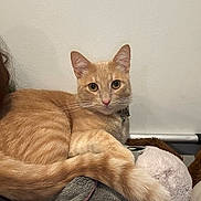 Pumpkin is registered to the contest to win money with this photo: cat, orange_tabby, feline, pet, fur, whiskers, collar, eyes, tail, plush_toy, stuffed_animal, indoor, resting, closeup, portrait, domestic_cat, paw, cozy, looking_at_camera, wall_background