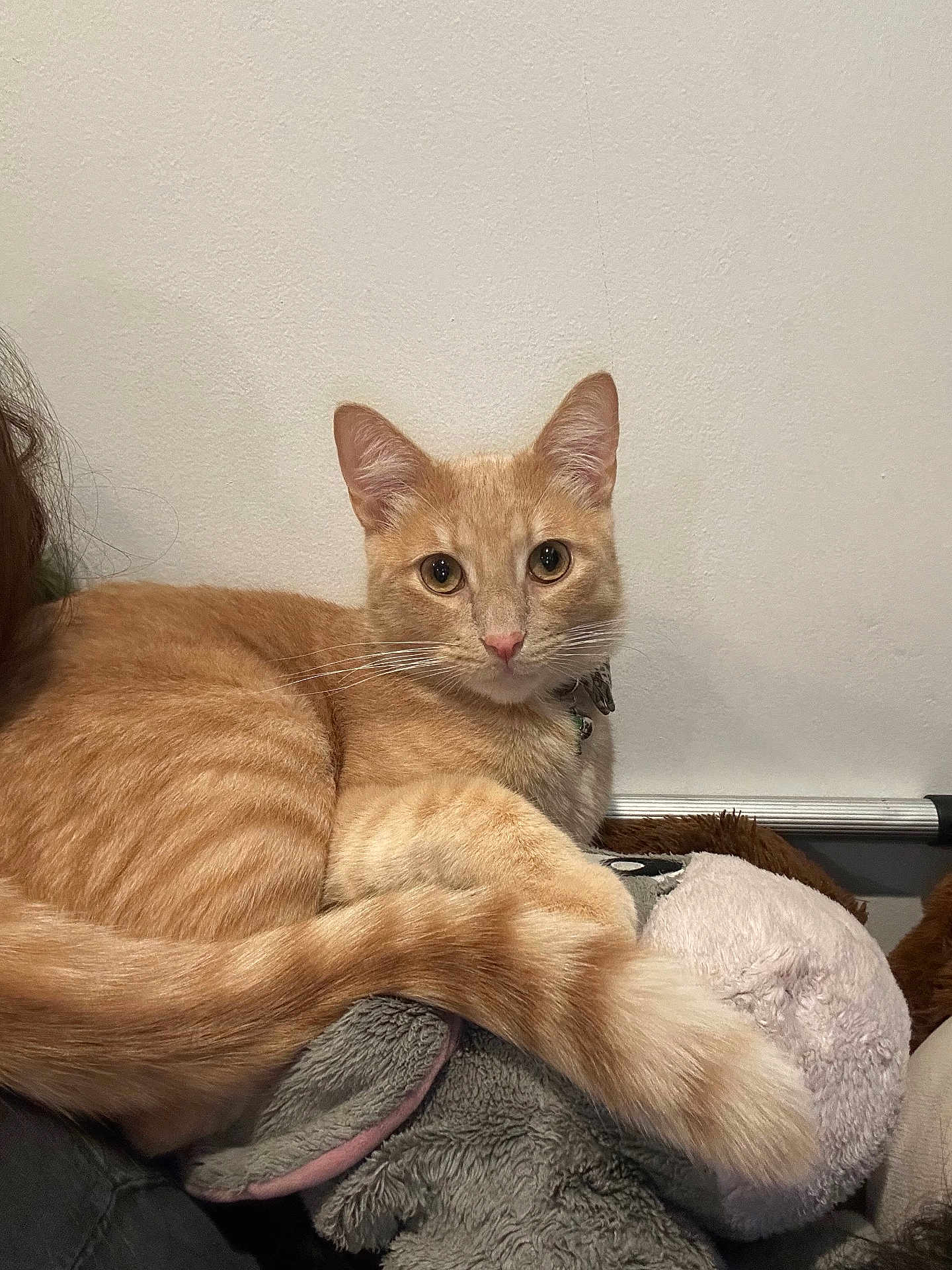 Pumpkin is registered to the contest to win money with this photo: cat, orange_tabby, feline, pet, fur, whiskers, collar, eyes, tail, plush_toy, stuffed_animal, indoor, resting, closeup, portrait, domestic_cat, paw, cozy, looking_at_camera, wall_background