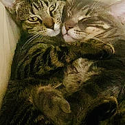 Kizmet And Duke is registered to the contest to win money with this photo: cat, tabby_cat, pets, animal, feline, cute, cuddle, sleeping, resting, fur, whiskers, ears, closeup, companion, cozy, domestic_animal, friendship, relaxation, snuggle, two_animals