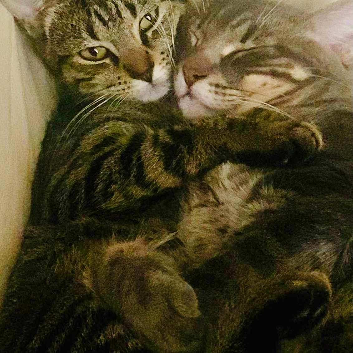 Kizmet And Duke is registered to the contest to win money with this photo: animal, cat, closeup, companion, cozy, cuddle, cute, domestic_animal, ears, feline, friendship, fur, pets, relaxation, resting, sleeping, snuggle, tabby_cat, two_animals, whiskers