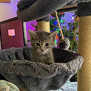 Molly is registered to the contest to win money with this photo: abyssinian, animal, architecture, building, canine, cat, chair, couch, dog, furniture, homedecor, indoors, kitten, linen, pet, photoframe, plant, pottedplant, purple, water