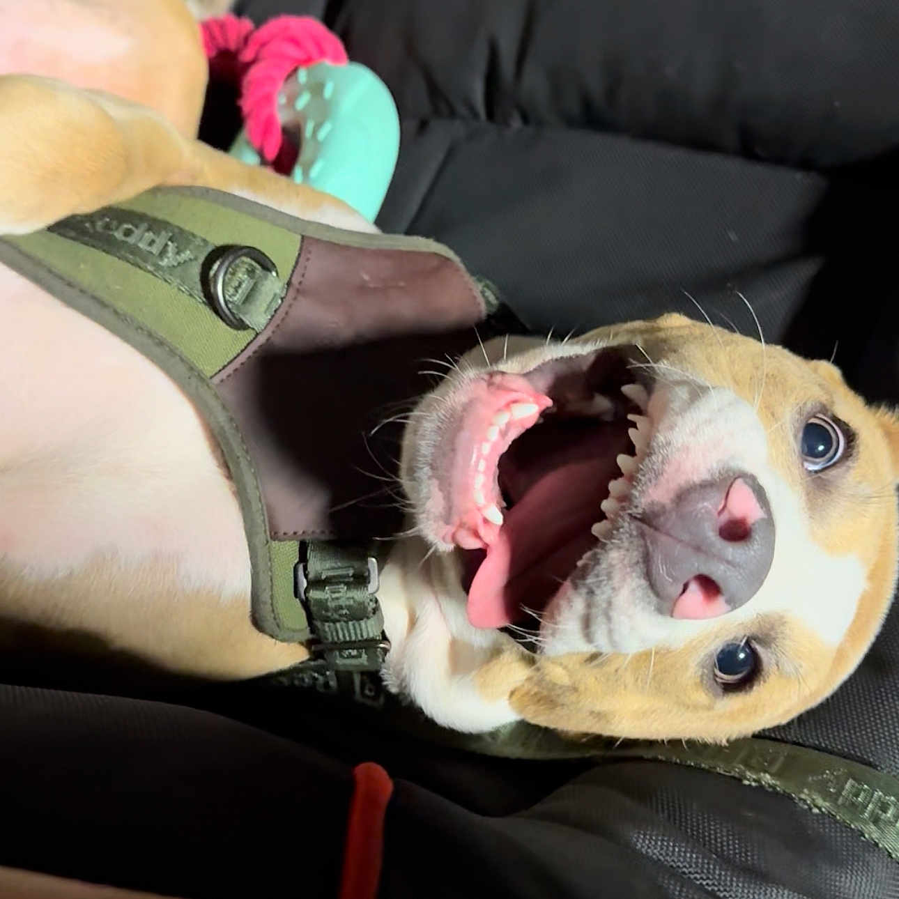 Royal joined the competition — help win amazing prizes! animal, black_background, canine, closeup, cute, dog, domestic_animal, ears, fur, happy, harness, lying_down, mouth_open, nose, pet, playful, teeth, tongue, toy, whiskers