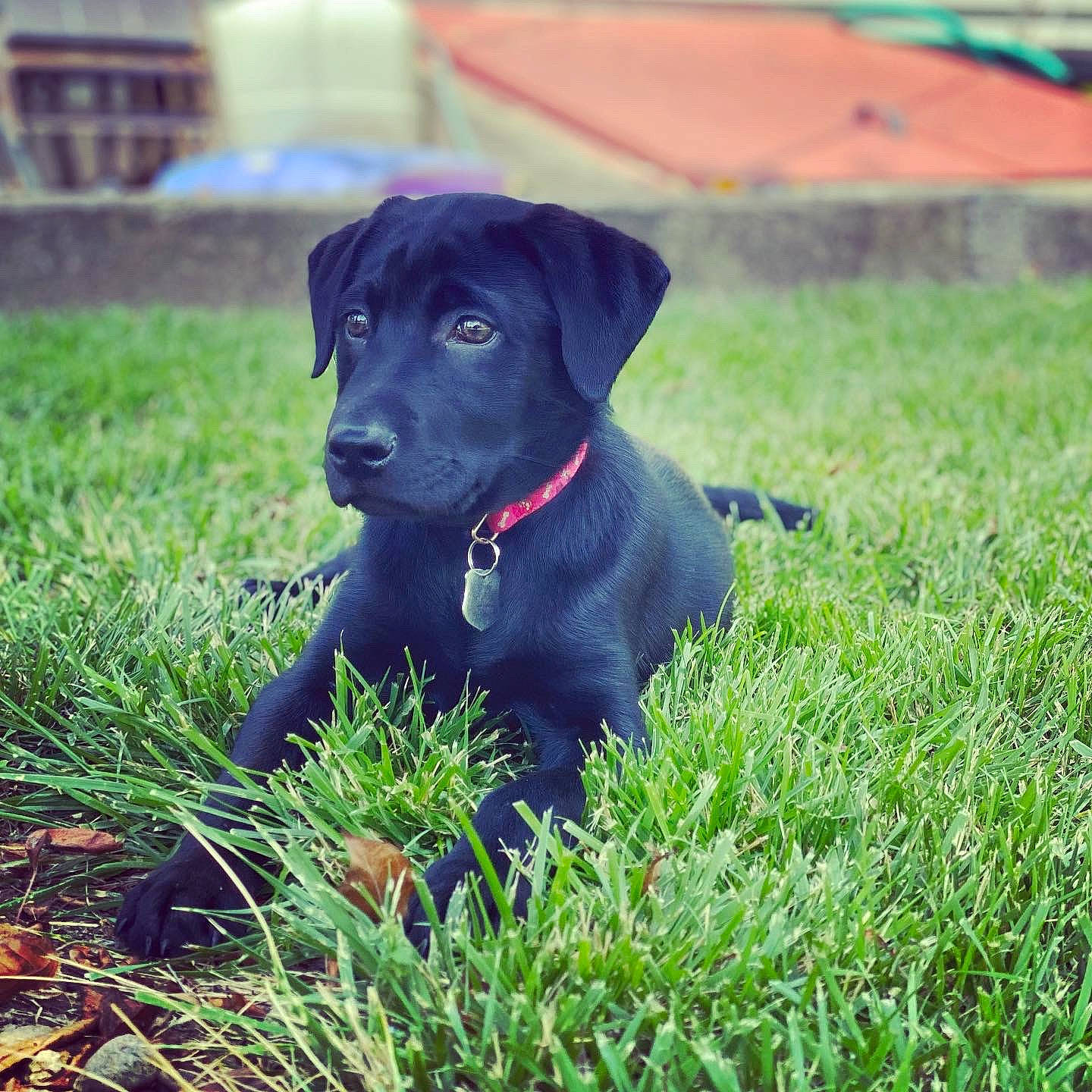 Kilo is registered to the contest to win money with this photo: borador, canidae, carnivore, collar, companion_dog, dog, dog_breed, dog_collar, electric_blue, grass, grassland, groundcover, gun_dog, plant, puppy, retriever, snout, sporting_group, whiskers, working_animal