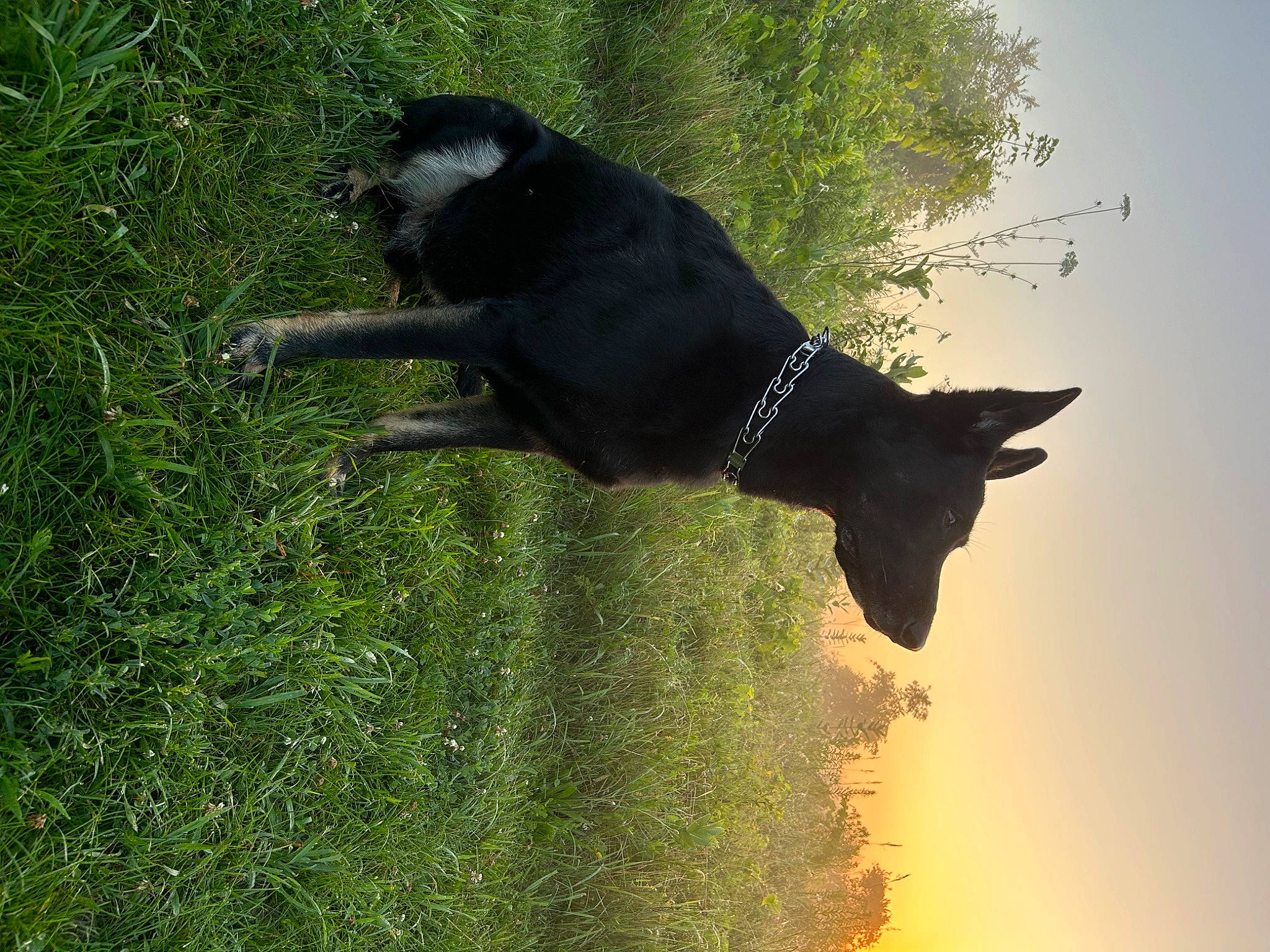 Maximus is registered to the contest to win money with this photo: art, canidae, carnivore, dog, dog_breed, grass, grassland, guard_dog, plant, shadow, sky, snout, sporting_group, tail, terrestrial_animal, tints_and_shades, tree, wildlife, working_animal, working_dog