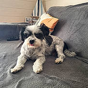 Dominos a rejoint le concours — aidez-le/la à gagner de superbes lots ! dog, pet, couch, indoor, furniture, blanket, pillow, small_dog, black_and_white, tongue_out, relaxed, home, decor, wooden_wall, sailboat, photography, animal, cute, companion, cozy