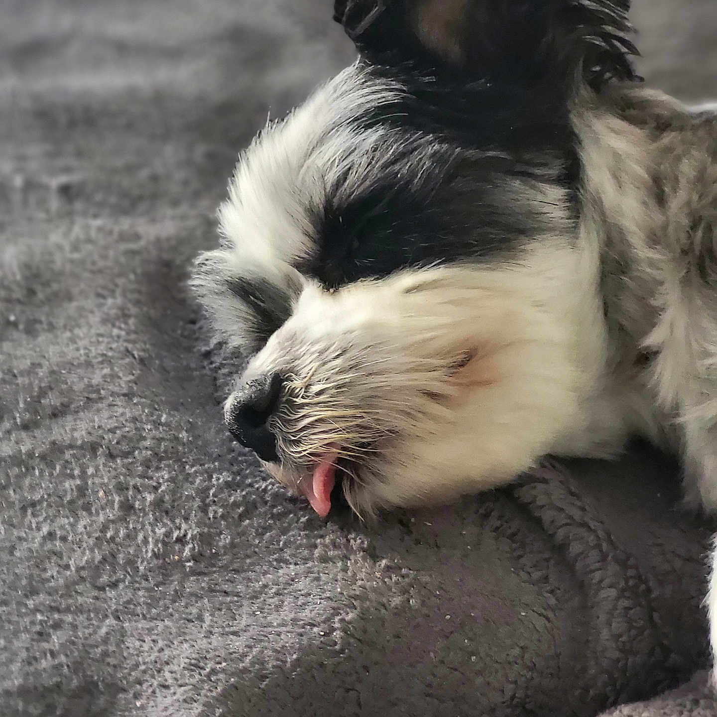 Dominos participe au concours pour gagner de l'argent avec cette photo : animal, black_and_white, blanket, canine, close_up, cozy, cute, dog, fur, indoor, peaceful, pet, portrait, relaxed, resting, sleeping, snout, soft, texture, tongue