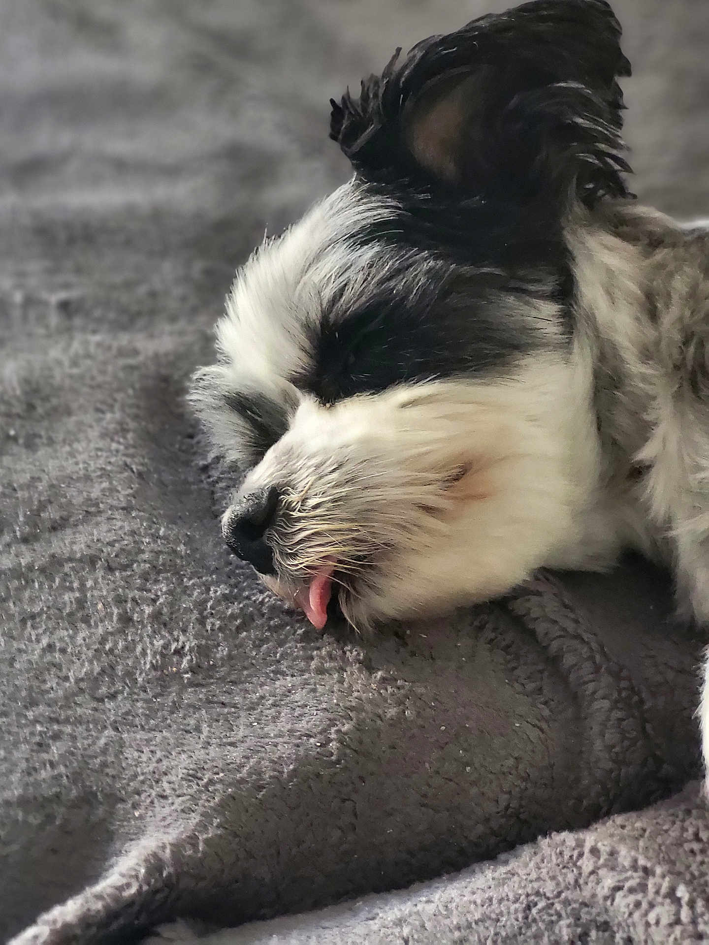 Dominos participe au concours pour gagner de l'argent avec cette photo : dog, sleeping, tongue, black_and_white, fur, pet, cozy, blanket, close_up, cute, resting, animal, canine, indoor, texture, soft, peaceful, relaxed, portrait, snout