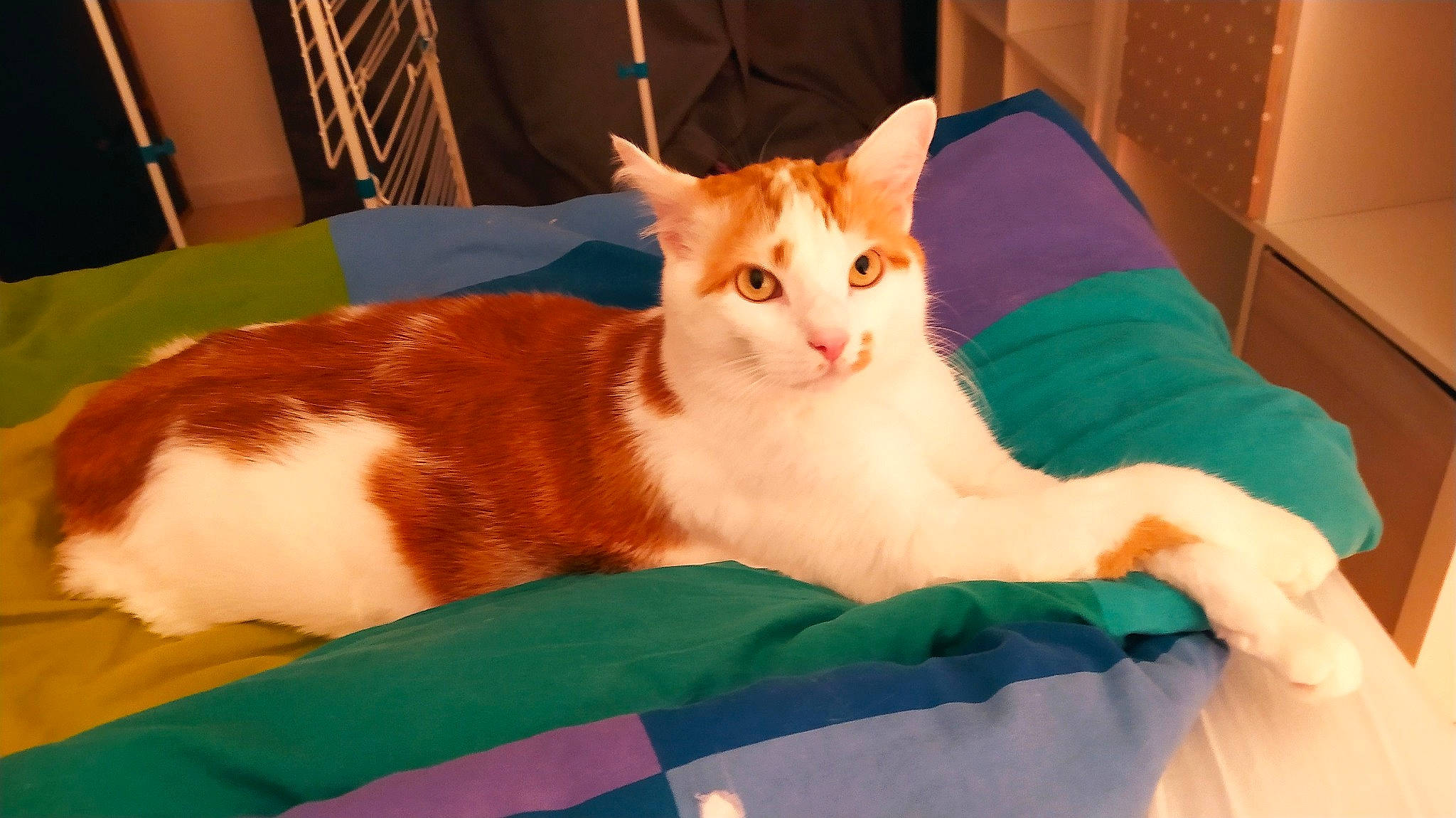 Chouki participe au concours pour gagner de l'argent avec cette photo : bed, carnivore, cat, chair, comfort, couch, domestic_short_haired_cat, eye, fawn, felidae, fur, head, lap, linens, paw, small_to_medium_sized_cats, snout, tail, whiskers, wood