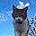 Minette