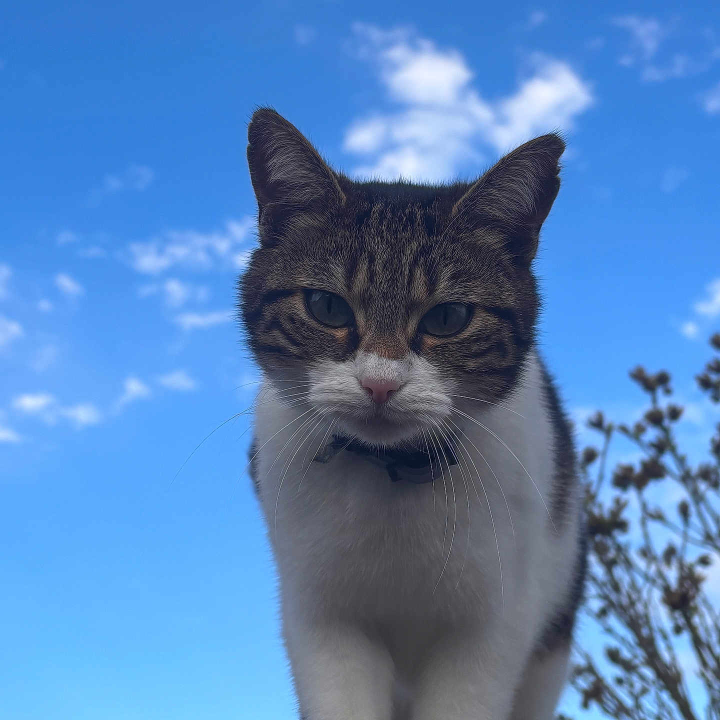 Minette
