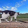 Minette participe au concours pour gagner de l'argent avec cette photo : cat, tabby_cat, white_fur, walking, outdoor, blue_sky, clouds, green_field, concrete_surface, side_view, feline, nature, daylight, animal, grass, rural, quiet, pet, mammal, whiskers
