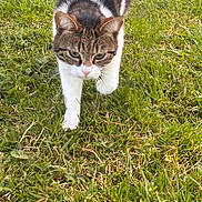 Minette a rejoint le concours — aidez-le/la à gagner de superbes lots ! cat, tabby_cat, white_cat, grass, greenery, outdoor, nature, animal, pet, walking, fur, whiskers, mammal, closeup, daylight, field, focused, determined, striding, alert