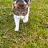 alert, animal, cat, closeup, daylight, determined, field, focused, fur, grass, greenery, mammal, nature, outdoor, pet, striding, tabby_cat, walking, whiskers, white_cat
