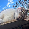 animal, blue_sky, cat, closeup, clouds, concrete, daylight, fur, green_eyes, nature, outdoor, pet, portrait, relaxing, resting, sky, tabby, tree, whiskers, white_fur