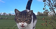 Minette participe au concours pour gagner de l'argent avec cette photo : cat, animal, outdoor, nature, grass, sky, walking, tail, fur, whiskers, eyes, road, plant, tree, daytime, mammal, pet, closeup, portrait, field