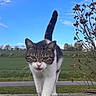 animal, cat, closeup, daytime, eyes, field, fur, grass, mammal, nature, outdoor, pet, plant, portrait, road, sky, tail, tree, walking, whiskers