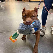 Medusa joined the competition — help win amazing prizes! dog, toy, leash, person, jeans, sneakers, store, floor, box, shelf, pet_store, brown_dog, walking, indoor, animal, playful, fur, paw, holding, shopping