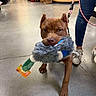 dog, toy, leash, person, jeans, sneakers, store, floor, box, shelf, pet_store, brown_dog, walking, indoor, animal, playful, fur, paw, holding, shopping