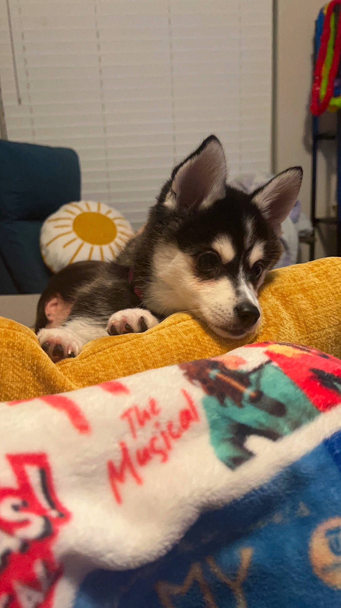 Ruby Lee joined the competition — help win amazing prizes! canidae, carmine, carnivore, comfort, companion_dog, dog, dog_breed, dog_supply, felidae, flag, flooring, fur, linens, nap, paw, small_to_medium_sized_cats, sporting_group, tail, toy_dog, whiskers