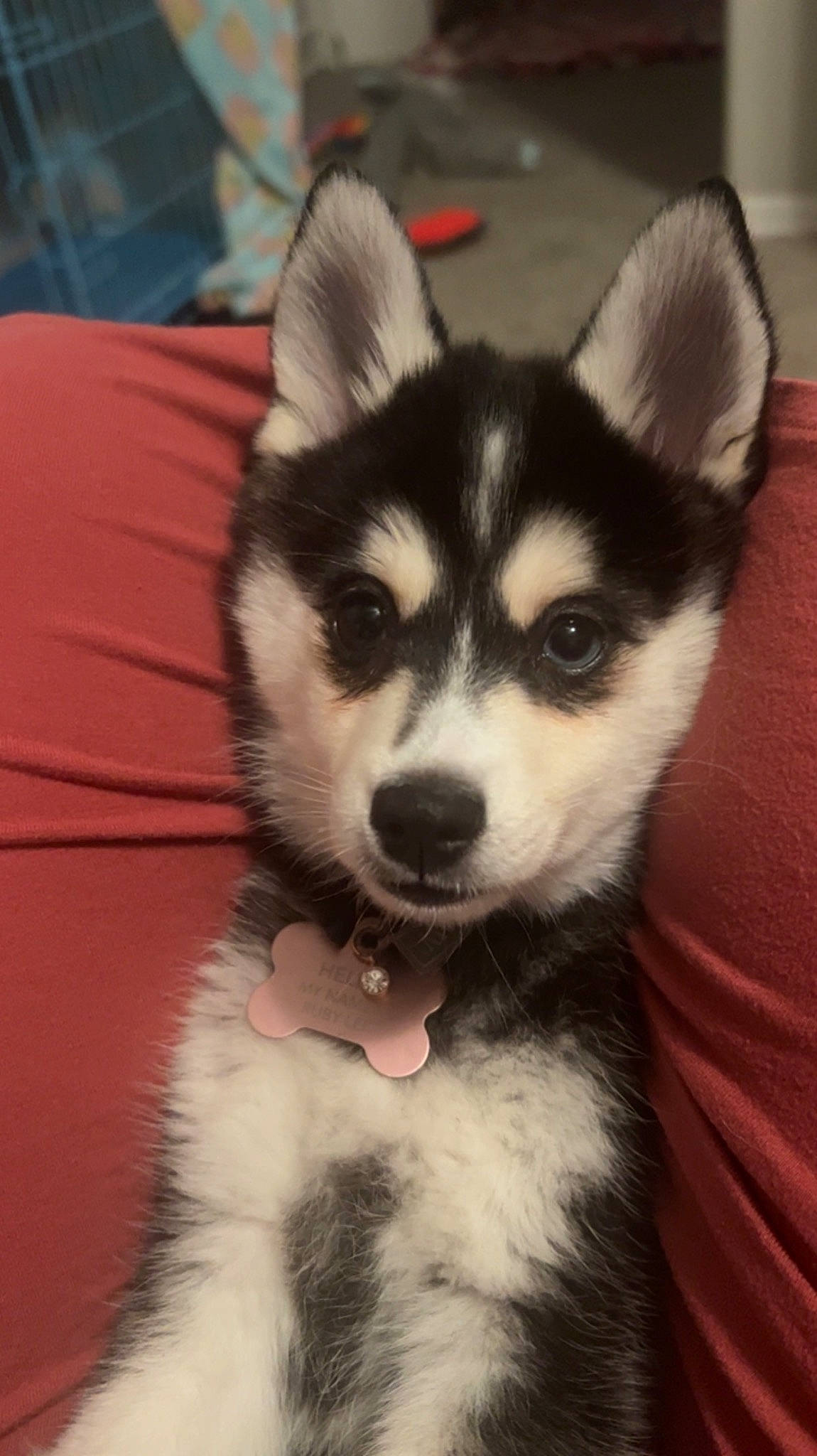 Ruby Lee is registered to the contest to win money with this photo: ancient_dog_breeds, canidae, canis, carnivore, companion_dog, dog, dog_breed, fawn, fur, miniature_siberian_husky, non_sporting_group, siberian_husky, sled_dog, snout, sporting_group, terrestrial_animal, whiskers, working_animal, working_dog