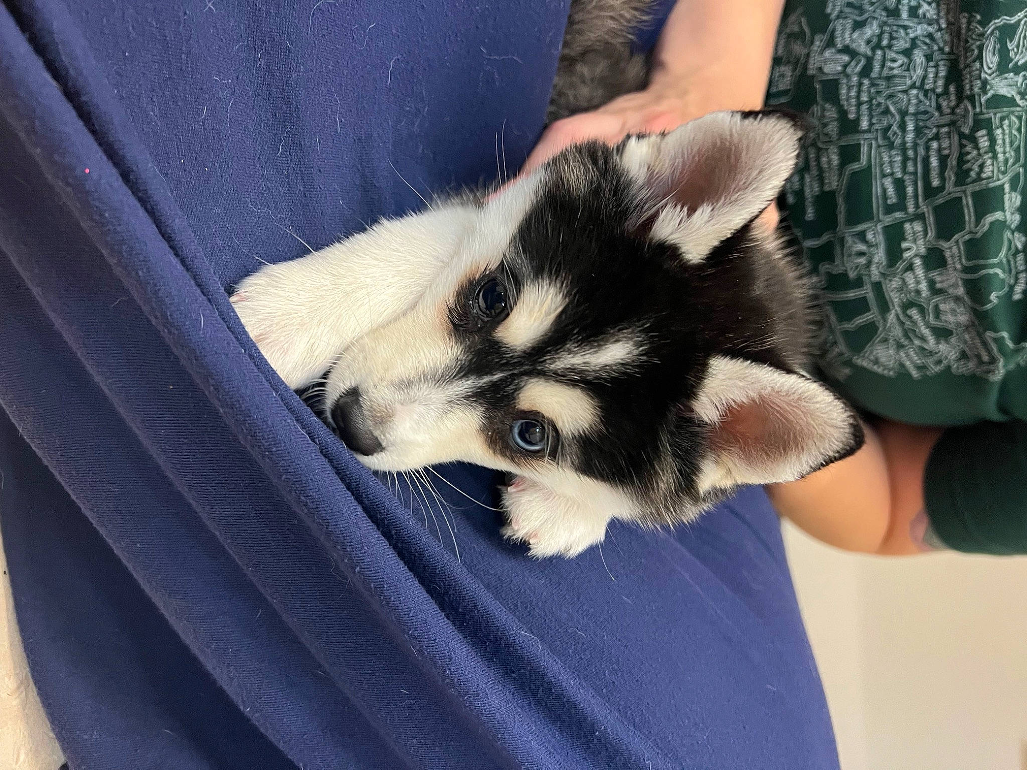 Ruby Lee joined the competition — help win amazing prizes! canidae, canis, carnivore, claw, companion_dog, dog, dog_breed, electric_blue, fur, non_sporting_group, paw, puppy, siberian_husky, sled_dog, snout, sporting_group, terrestrial_animal, whiskers, wildlife, wolf