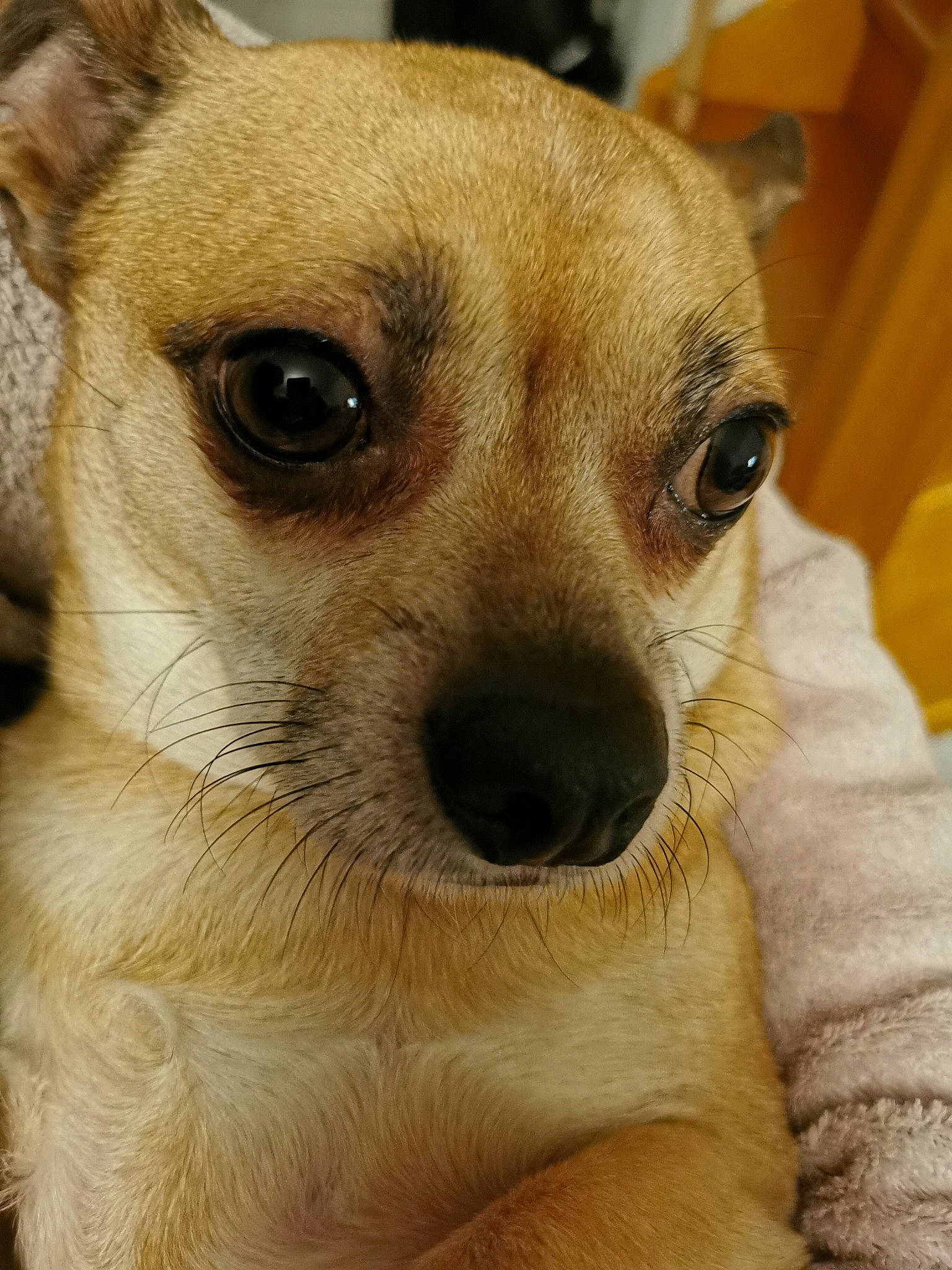 Ody participe au concours pour gagner de l'argent avec cette photo : canidae, carnivore, chihuahua, companion_dog, corgi_chihuahua, dog, dog_breed, ear, fawn, fur, non_sporting_group, nose, puppy, snout, sporting_group, terrestrial_animal, toy_dog, whiskers, wildlife, working_animal