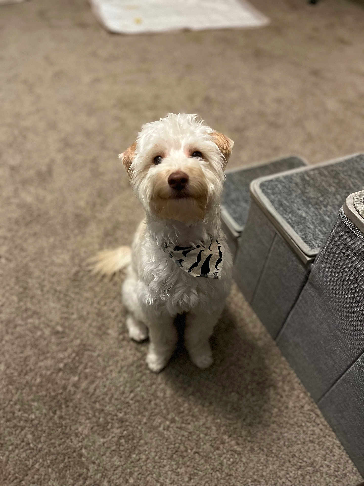 Billy joined the competition — help win amazing prizes! dog, white_dog, bandana, carpet, indoor, pet, furniture, gray_furniture, sitting, curious, fluffy, cute, animal, companion, domestic, household, floor, looking_up, calm, small_dog