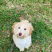 Billy is registered to the contest to win money with this photo: dog, puppy, grass, leash, outdoor, pet, curly_fur, cute, animal, nature, greenery, canine, fur, sitting, looking_up, adorable, fluffy, small_dog, playful, young_dog