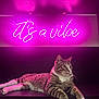 Me Ollie is registered to the contest to win money with this photo: abyssinian, animal, cat, couch, electronics, furniture, indoors, kitten, laser, light, lighting, machine, manx, neon, pet, purple, screen, spoke, spotlight, text