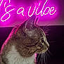 Me Ollie joined the competition — help win amazing prizes! abyssinian, animal, art, book, cat, envelope, greetingcard, kitten, laser, light, lighting, machine, mail, manx, neon, pet, publication, purple, spoke, text