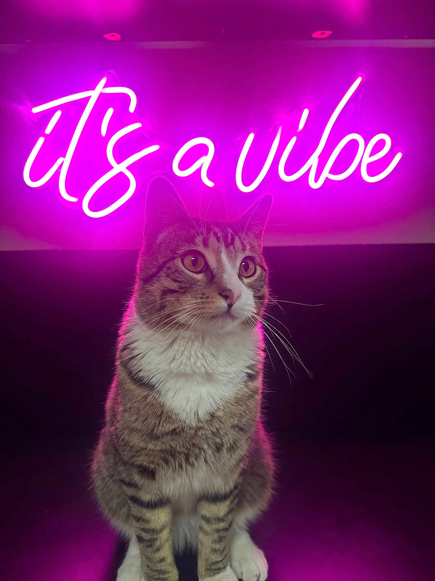 Me Ollie joined the competition — help win amazing prizes! abyssinian, advertisement, animal, art, book, cat, envelope, graphics, greetingcard, kitten, light, lighting, mail, manx, neon, pet, poster, publication, purple, text
