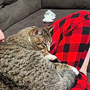 Me Ollie is registered to the contest to win money with this photo: animal, architecture, bed, blanket, building, cat, couch, cushion, furniture, homedecor, indoors, kitten, linen, livingroom, manx, person, pet, quilt, room, sleeping