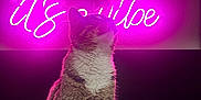 Me Ollie joined the competition — help win amazing prizes! abyssinian, animal, cat, computerhardware, electronics, flare, hardware, kitten, laser, light, lighting, machine, manx, monitor, neon, pet, purple, screen, spoke, urban