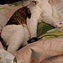 cat, feline, pet, animal, resting, bed, blanket, patterned_blanket, fur, whiskers, indoor, cozy, relaxed, cute, mammal, tabby, white_fur, brown_fur, paw, sleepy