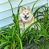 Melody is registered to the contest to win money with this photo: dog, fluffy, happy, smiling, green_plants, garden, grass, white_siding, outdoor, nature, pet, canine, tongue_out, ears_up, sunlight, leafy, bushes, yard, cute, domestic_animal