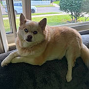 Melody joined the competition — help win amazing prizes! dog, canine, pet, indoor, couch, window, grass, tree, suburban, house, fence, relaxed, fur, animal, companion, looking, daylight, home, resting, curious