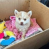 Melody is registered to the contest to win money with this photo: puppy, dog, cardboard_box, blanket, toy, pink, colorful, heterochromia, cute, small, wet, car_seat, animal, pet, fur, ears, face, looking, indoor, young