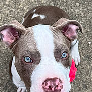 Leia is registered to the contest to win money with this photo: puppy, dog, blue_eyes, close_up, cute, pet, animal, outdoor, flower_accessory, pink_nose, brown_and_white_fur, curious, looking_up, ears, snout, fur_texture, collar, background, concrete, adorable