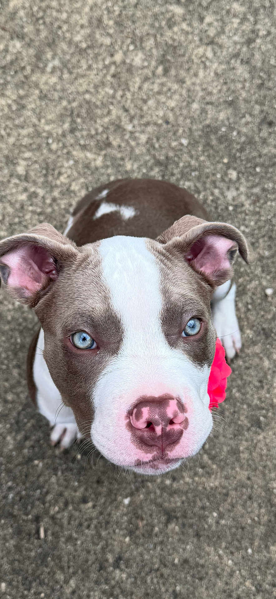 Leia is registered to the contest to win money with this photo: puppy, dog, blue_eyes, close_up, cute, pet, animal, outdoor, flower_accessory, pink_nose, brown_and_white_fur, curious, looking_up, ears, snout, fur_texture, collar, background, concrete, adorable