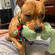 Bubba Jo is registered to the contest to win money with this photo: adorable, bed, bedroom, brown_dog, canine, chewing, close_up, collar, cute, dog, dresser, fan, green_toy, holding_toy, indoors, pet, plush_toy, portrait, striped_bedding, toy