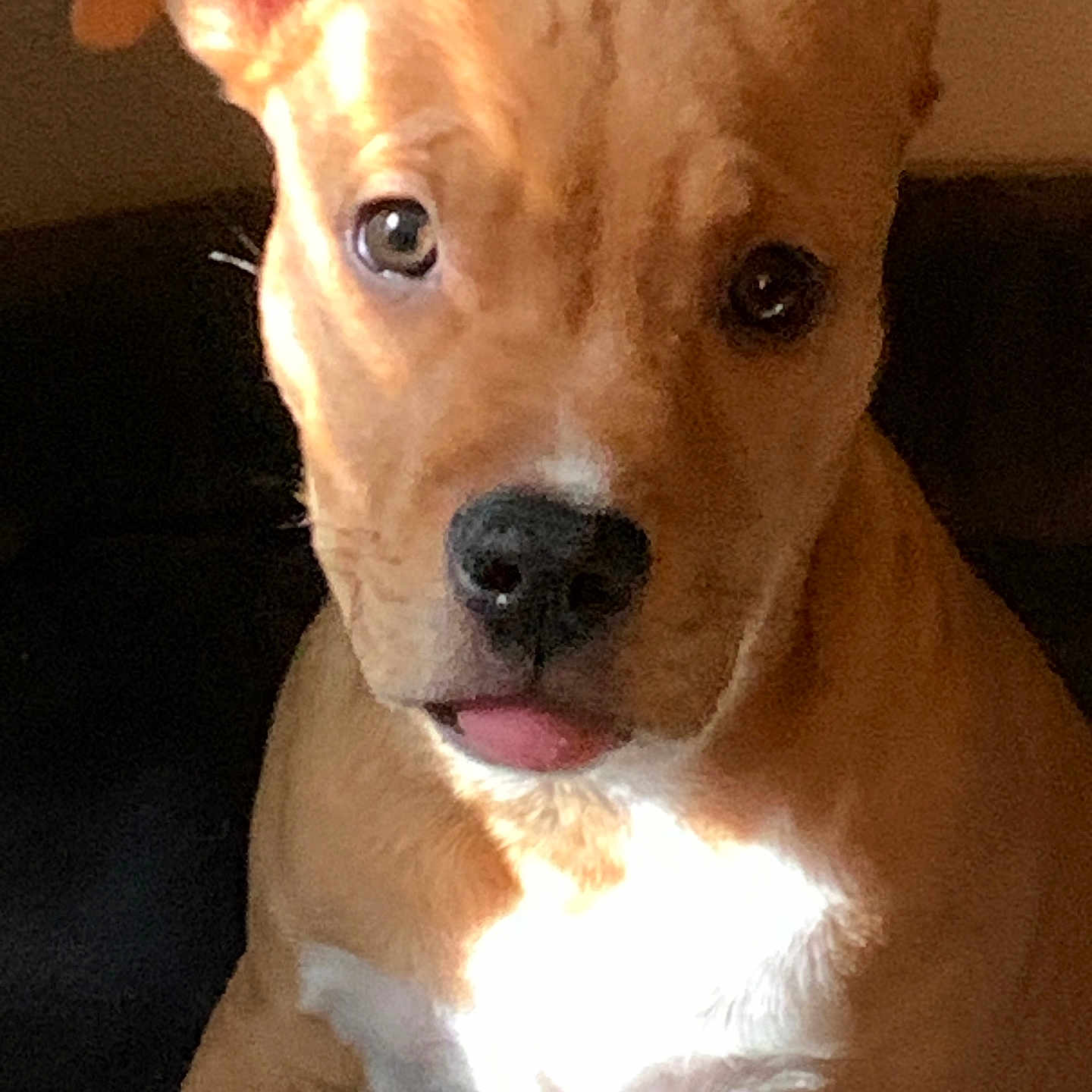 Buddy