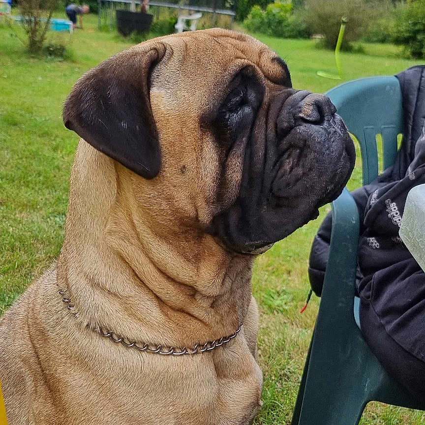 Natalia a rejoint le concours — aidez-le/la à gagner de superbes lots ! animal, boxer, bulldog, canine, chair, clothing, dog, footwear, frenchbulldog, furniture, grass, lawn, nature, outdoors, person, pet, pitbull, plant, pug, shoe