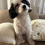 Carmelo is registered to the contest to win money with this photo: dog, puppy, white, black_patches, curious, head_tilt, couch, pillows, indoor, pet, fluffy, cute, small_dog, decorative_pillows, cozy, fur, animal, companion, domestic, adorable