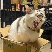Lilly participe au concours pour gagner de l'argent avec cette photo : cat, yawning, cardboard_box, indoor, feline, white_fur, gray_fur, collar, table, chairs, kitchen, floor_tiles, domestic_animal, pet, box, furniture, relaxed, mouth_open, whiskers, home