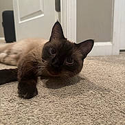 Oliver is registered to the contest to win money with this photo: carpet, cat, close_up, colorpoint, curious, cute, door, ears, eyes, floor, fur, home, household, indoor, lying_down, paw, pet, portrait, siamese, whiskers