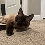 carpet, cat, close_up, colorpoint, curious, cute, door, ears, eyes, floor, fur, home, household, indoor, lying_down, paw, pet, portrait, siamese, whiskers