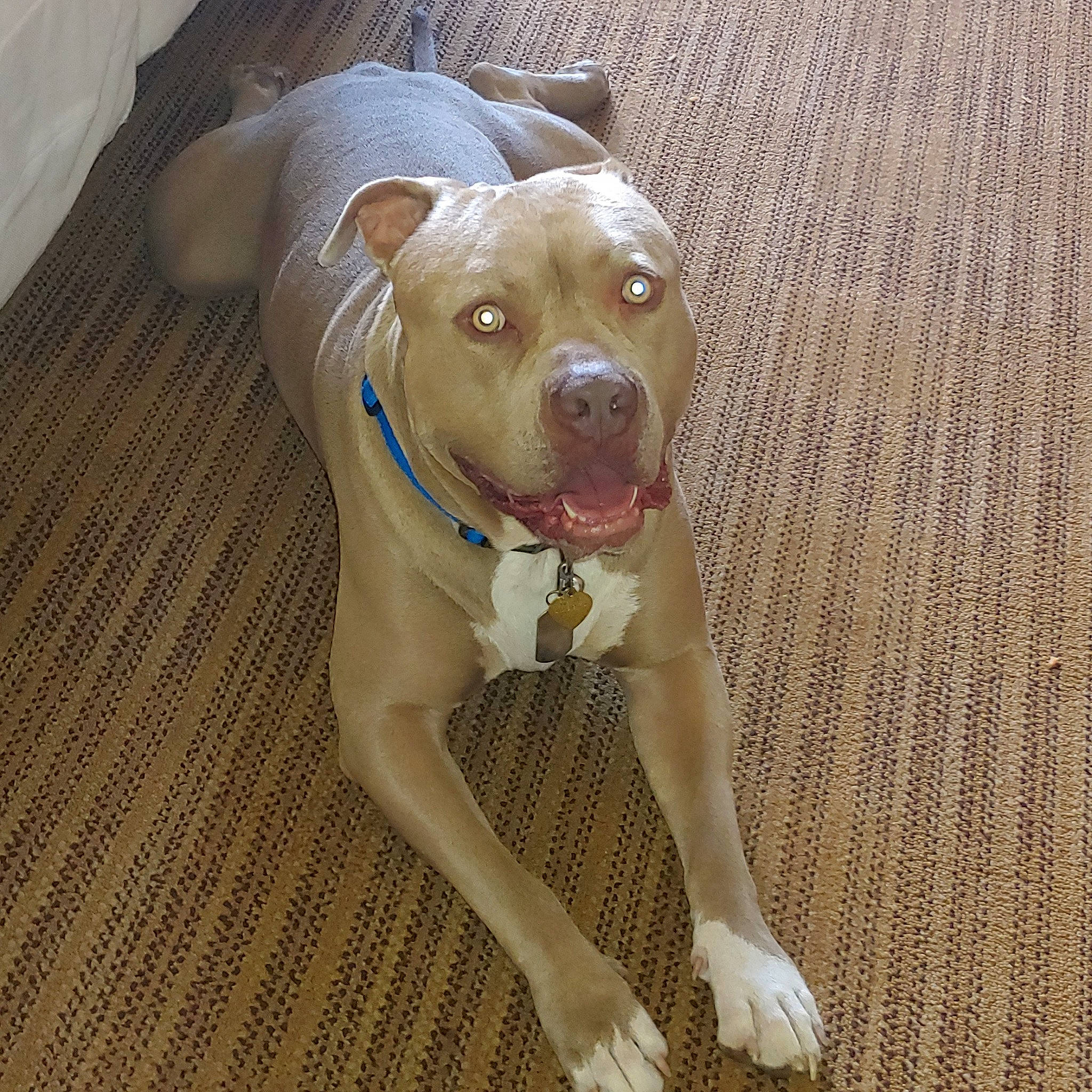 Cain joined the competition — help win amazing prizes! american_bulldog, american_pit_bull_terrier, american_staffordshire_terrier, bandog, canidae, carnivore, catahoula_bulldog, dog, dog_breed, fawn, mammal, non_sporting_group, pit_bull, rare_breed_dog, snout, sporting_group, staffordshire_bull_terrier, tail, vertebrate